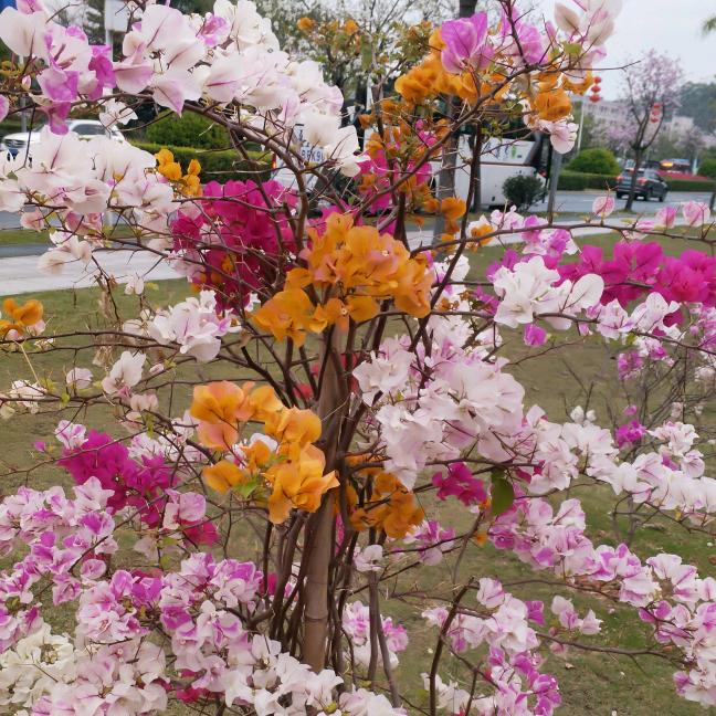 无论春夏秋冬与你永相伴