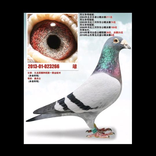 智翔云天鸽业