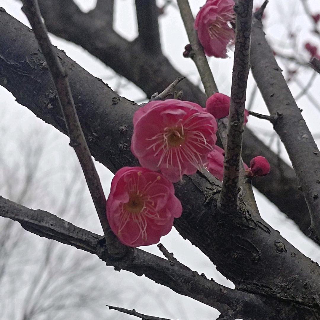 李家老八