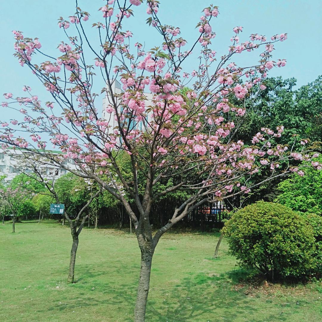 ღ᭄ꦿ香ྉএº᭄：