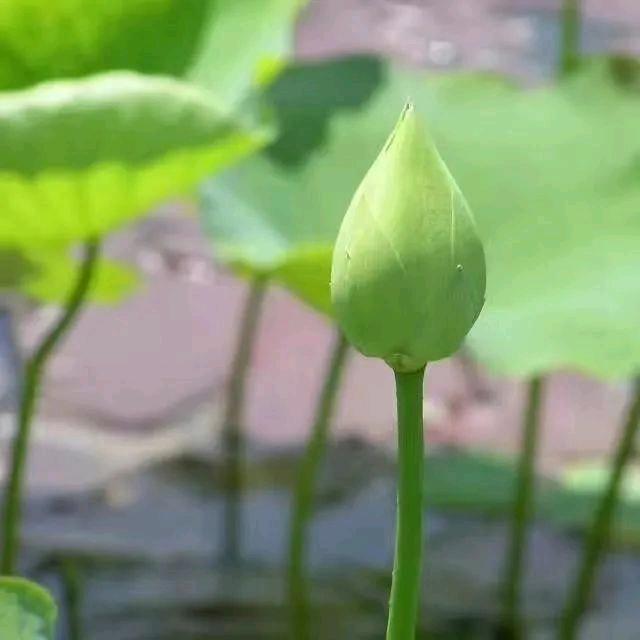 爱心传递在行动