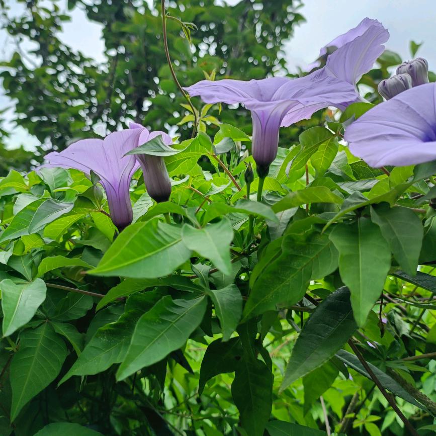 后来