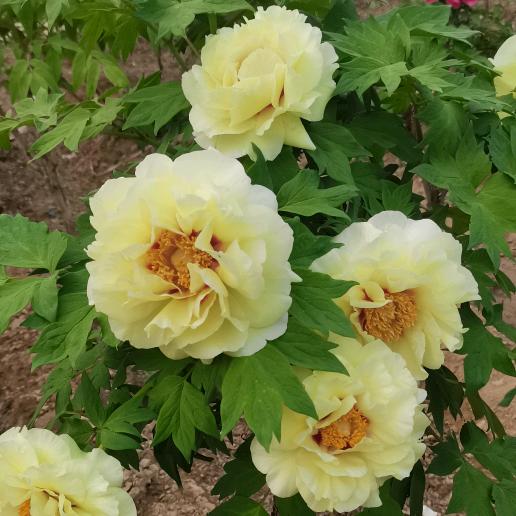 菏泽翰宸牡丹花卉