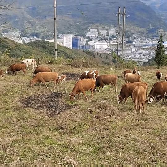 小顾，种植，养殖场