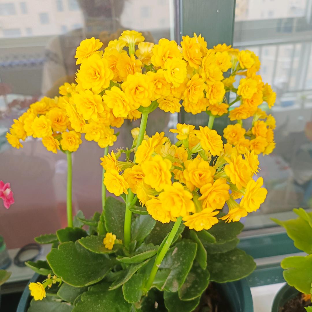 辣妈爱养花