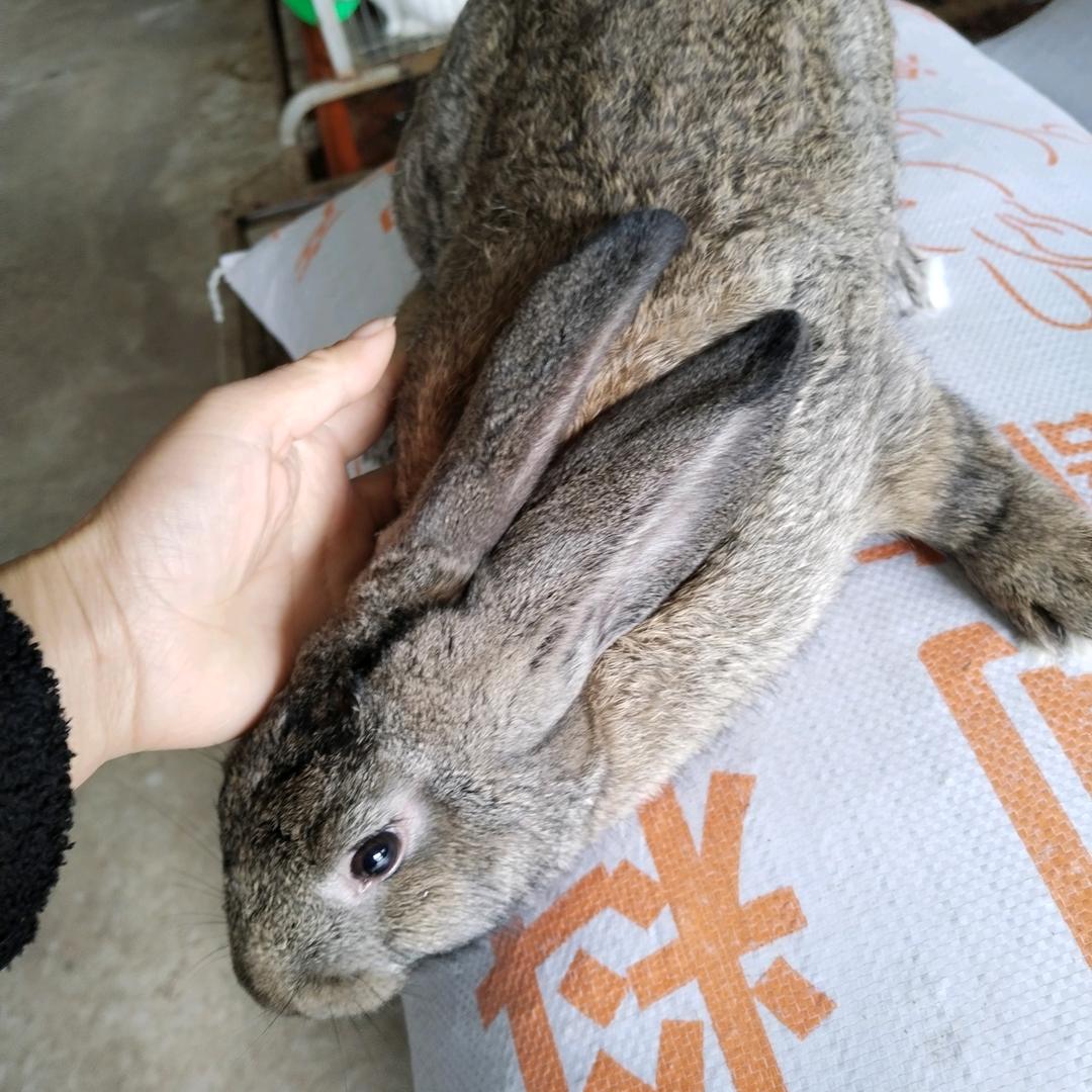 贵州众鑫伊高乐基地