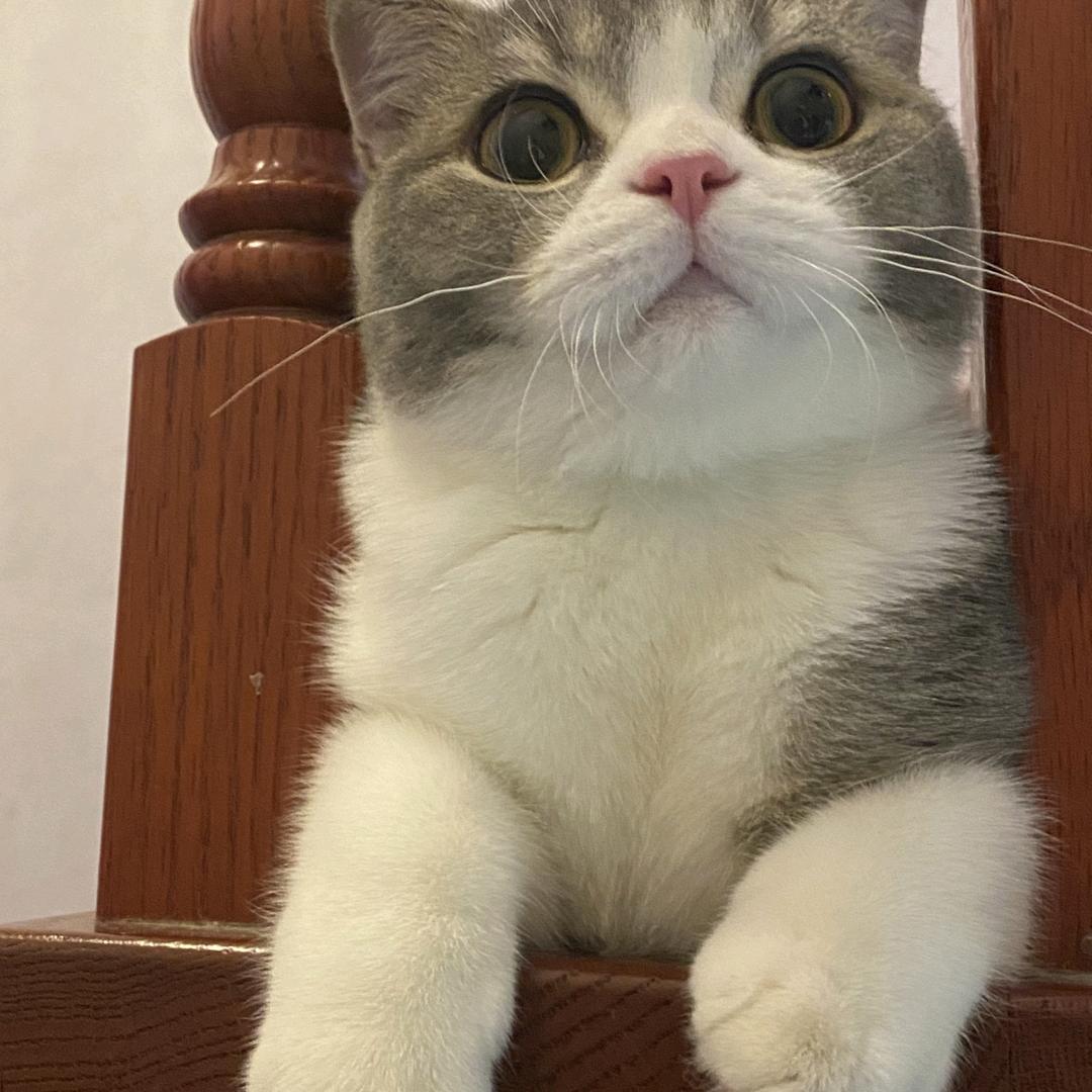 蒜瓣不是蒜