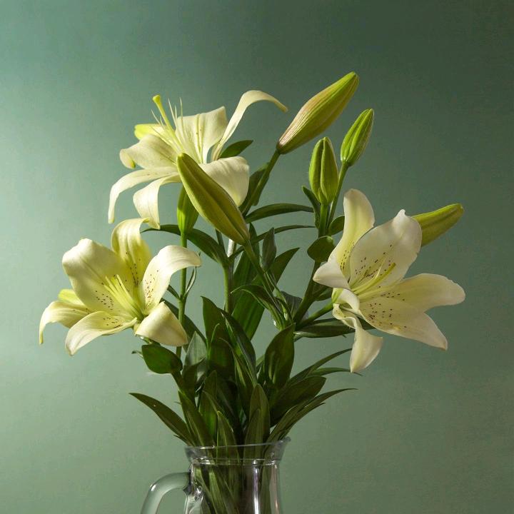 蕊蕊