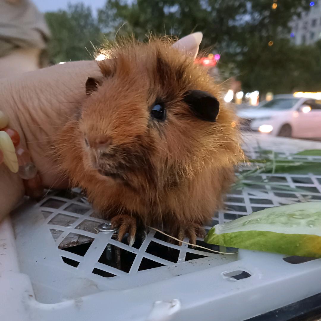 豚鼠荷兰猪乐园