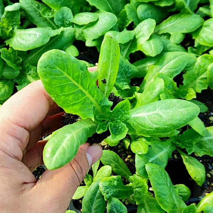 百亩蔬菜苗基地