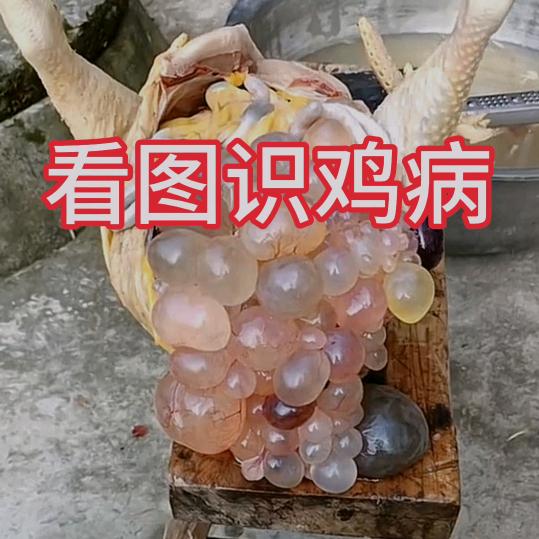 小倩养鸡技术