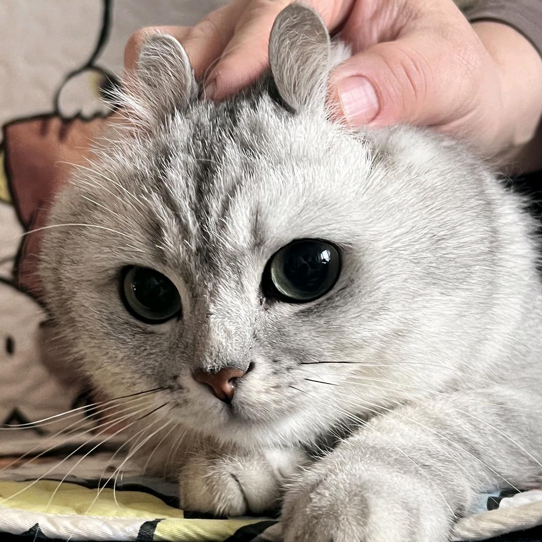 喵师傅爱撸猫