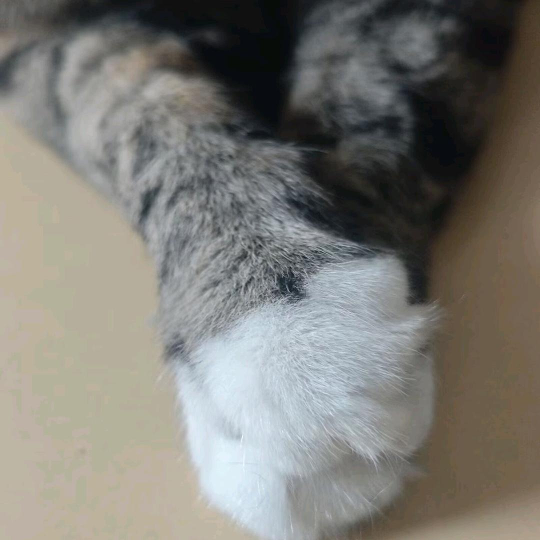 狸公子🐈