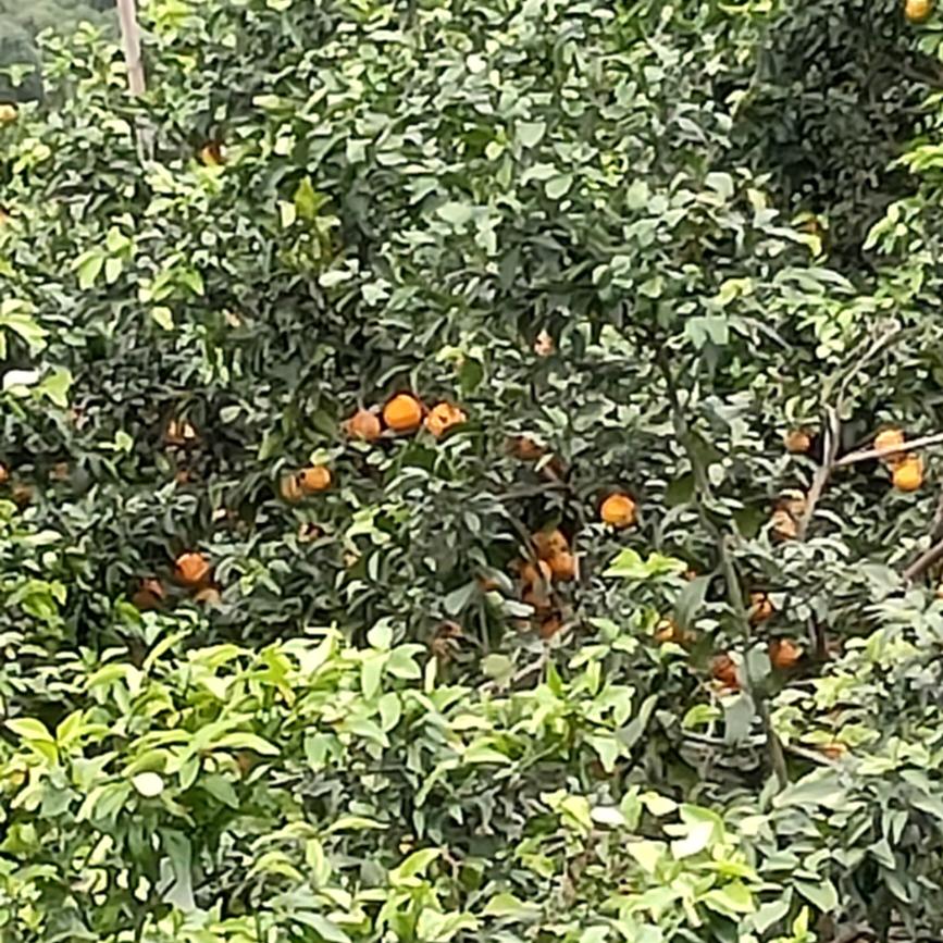 茅台酒镇开心城