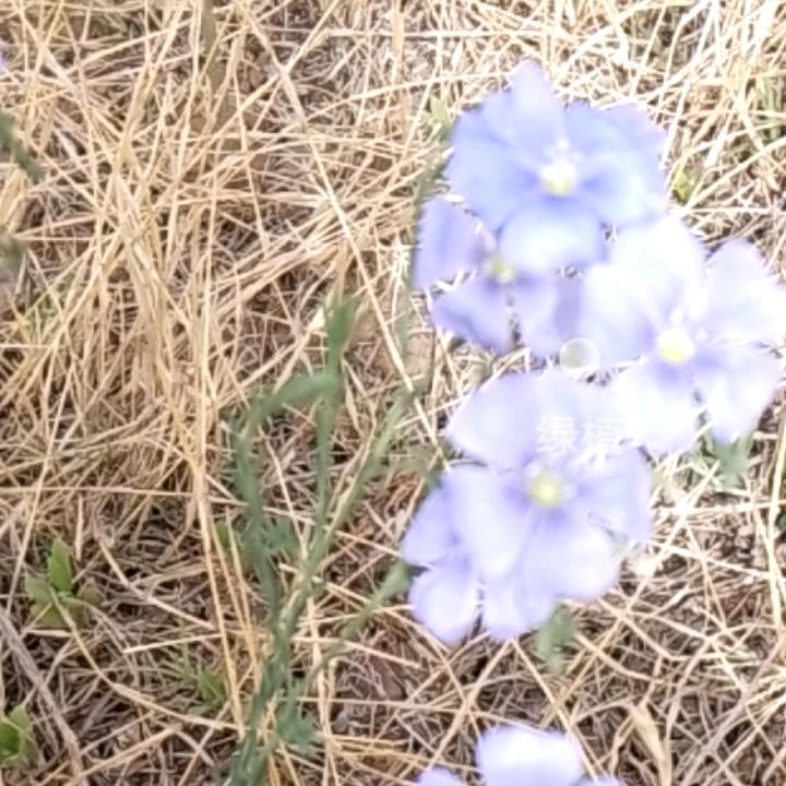 芳姐（