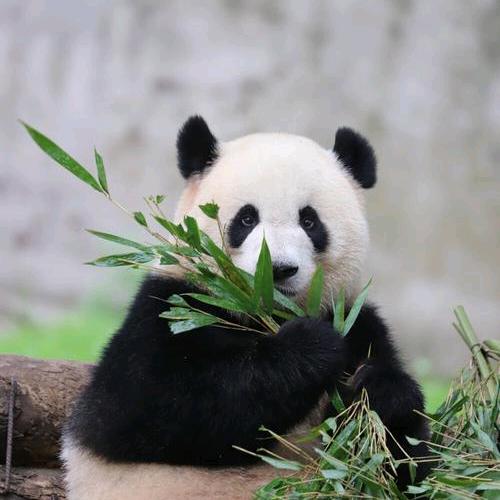 鱼之乐