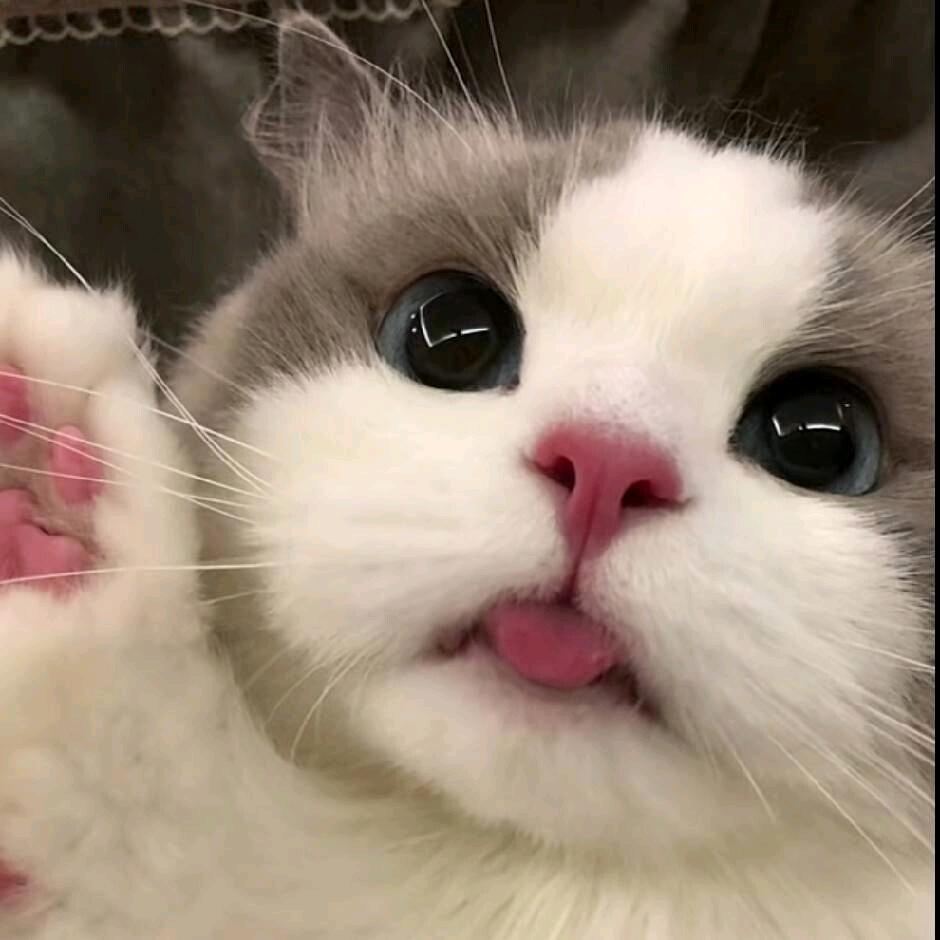 生椰不拿铁