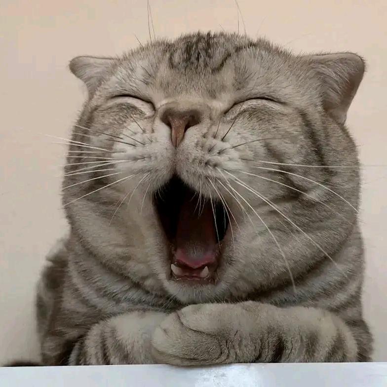 啊肉