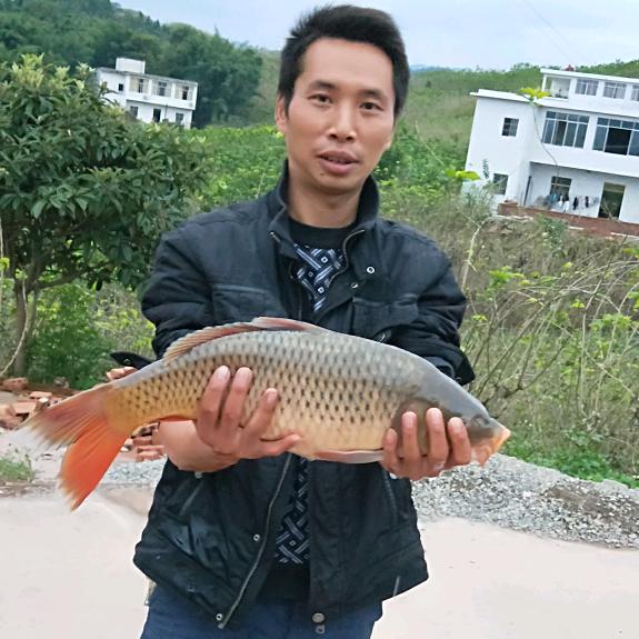 钓鱼哥(张老实)