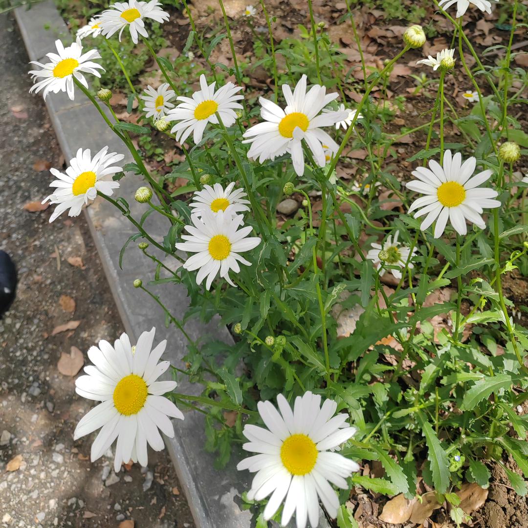 原璧归赵