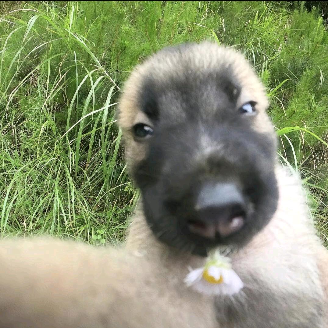 离不开燕子的猪头