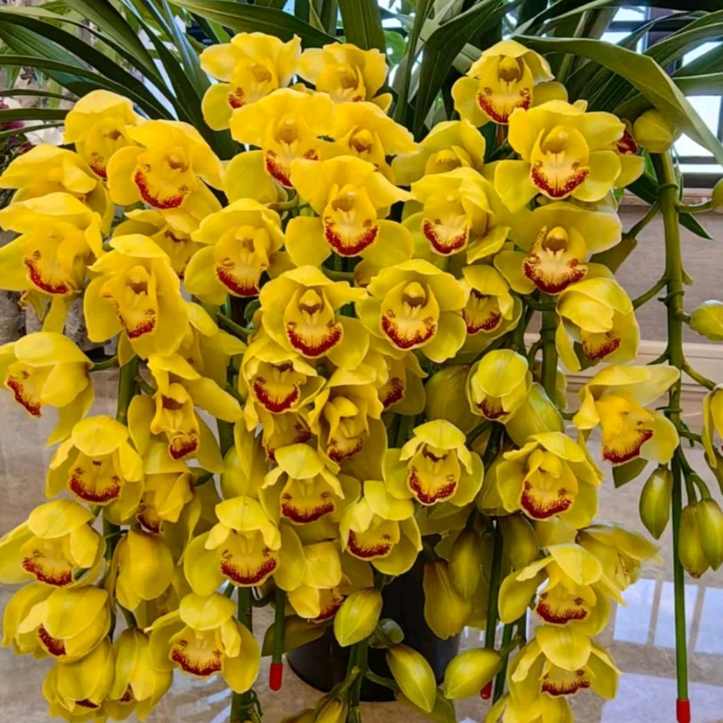 老方花卉店