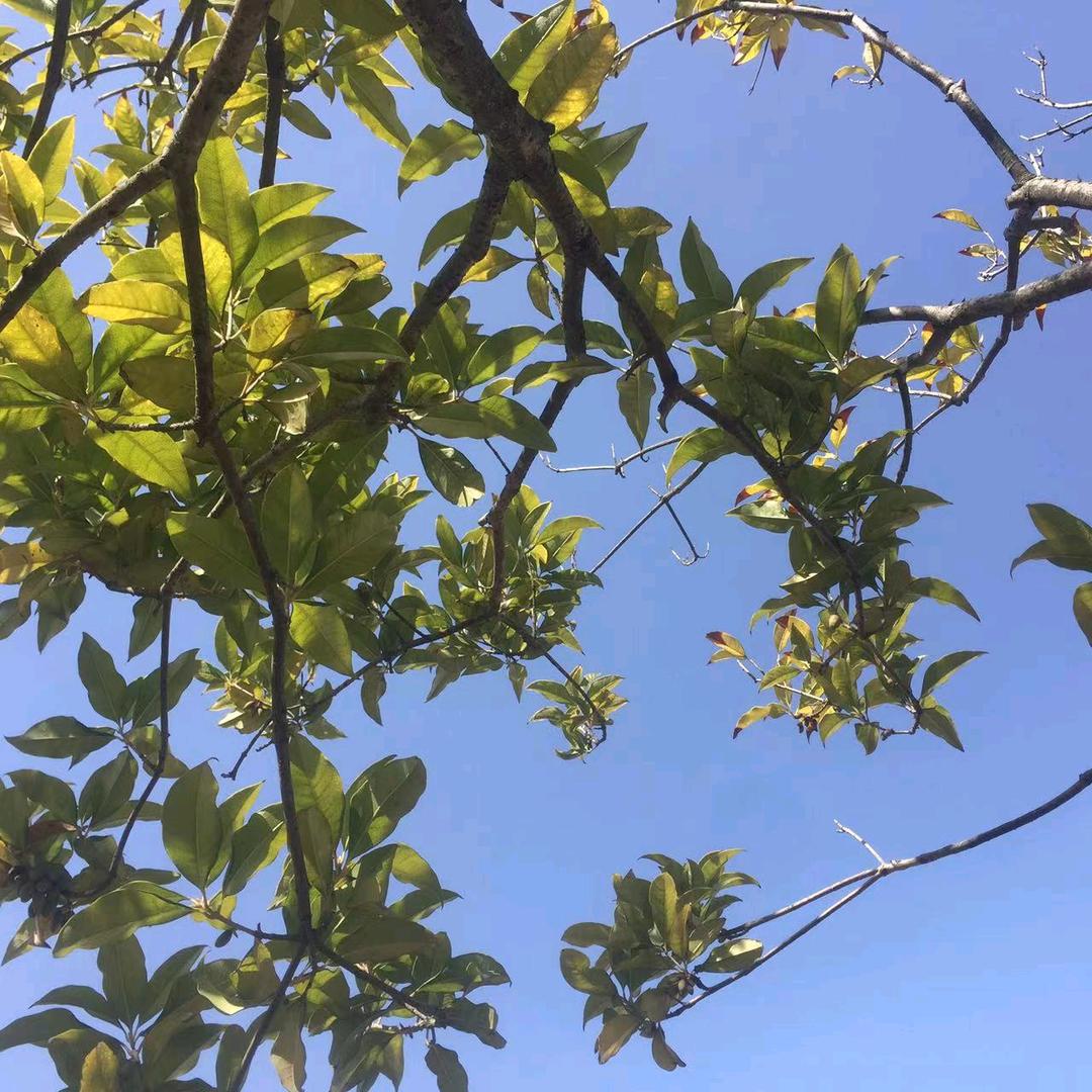 我心飞扬