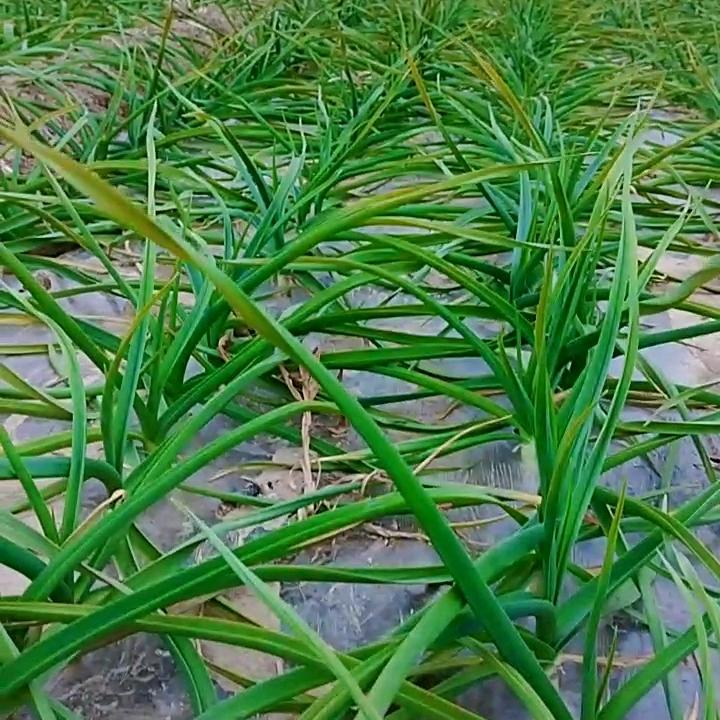 信诚农业