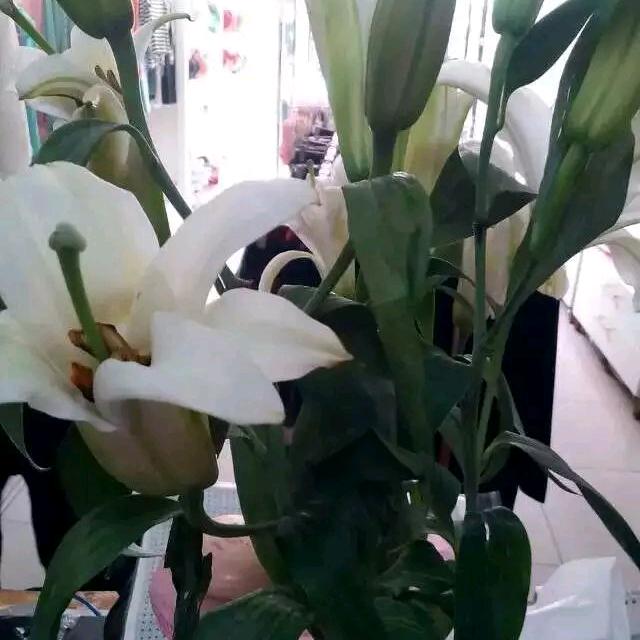 优雅