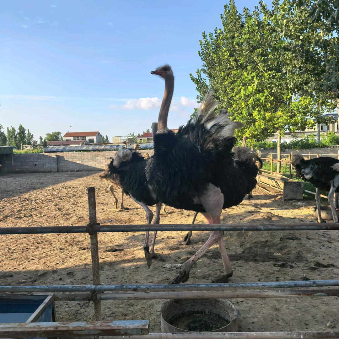 顺达养殖特色畜禽铺子