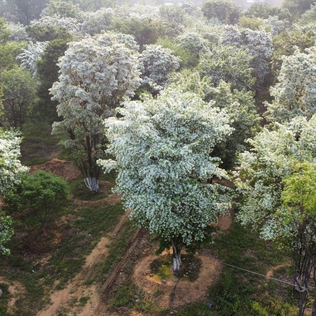 南召县金成苗木种植有限公司