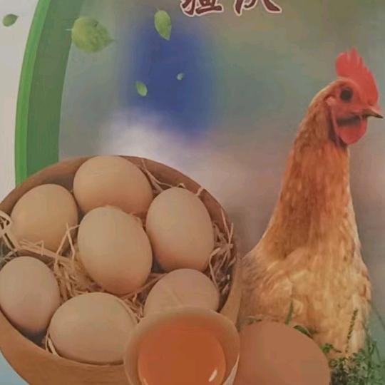 库车阳光绿地老土鸡养殖