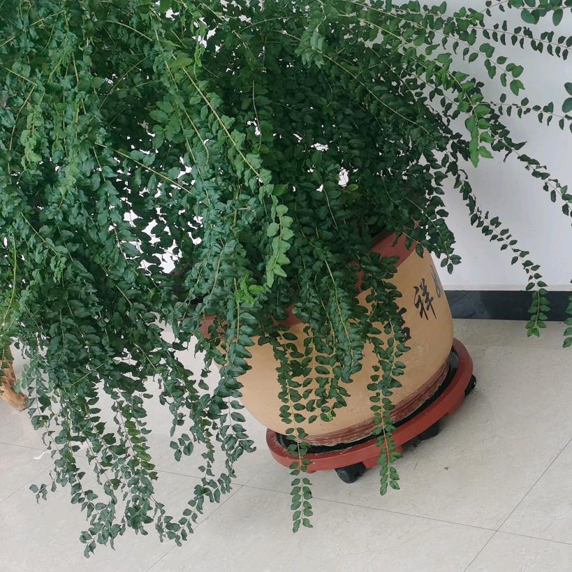 平淡是福