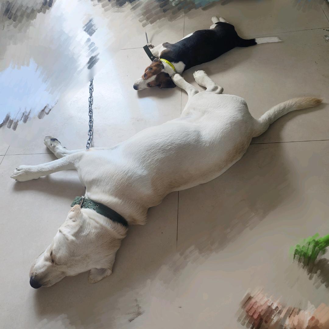 有只🐶叫花卷