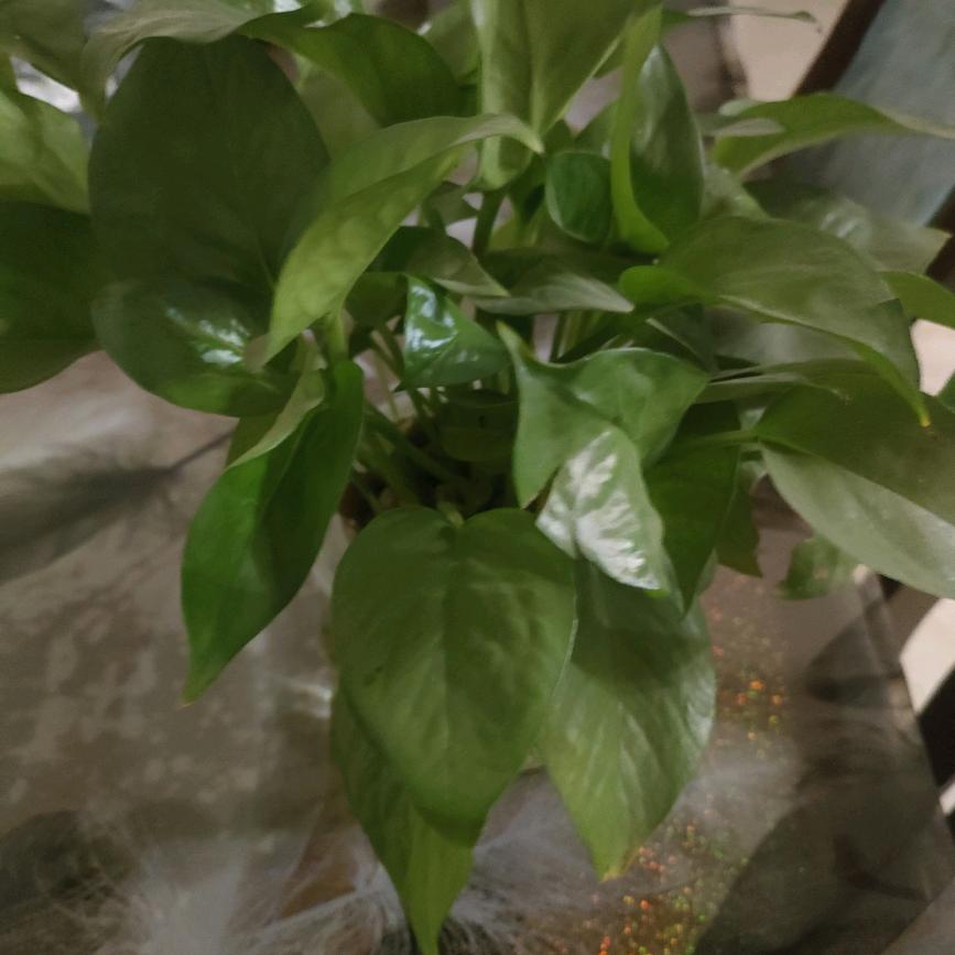 ✨  ︵ ("\(●-●)