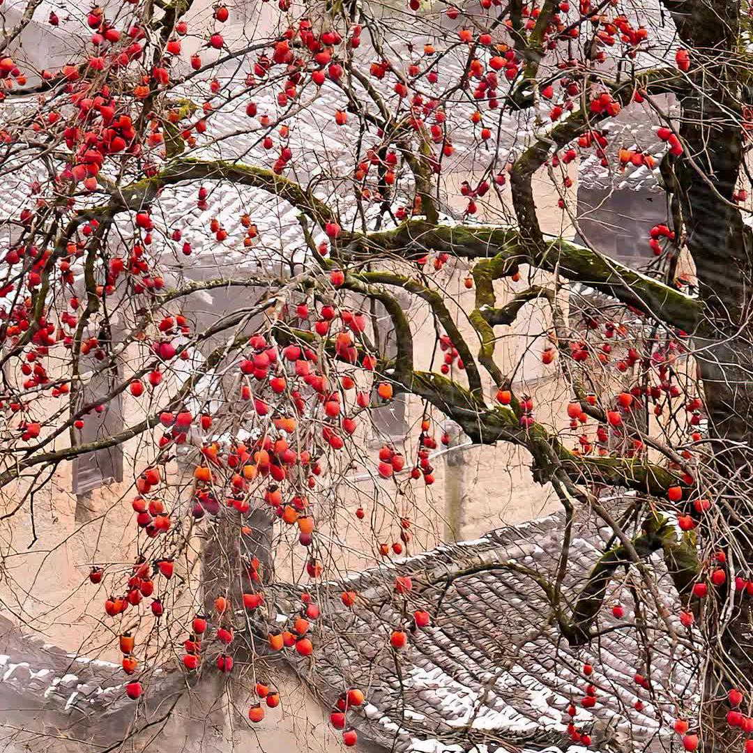 垫江小阿哥（梦之队）