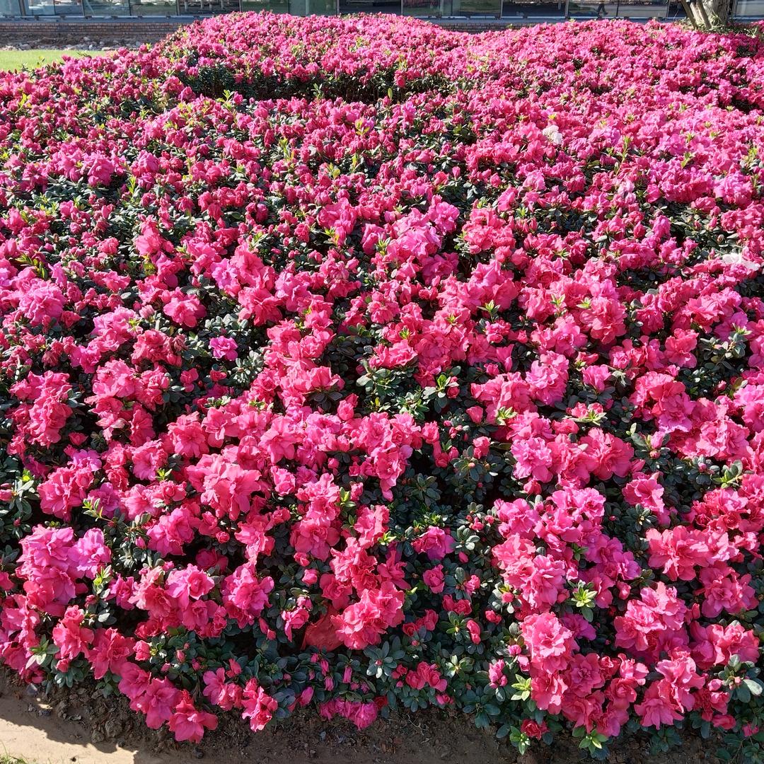 独孤女人🌹🌹