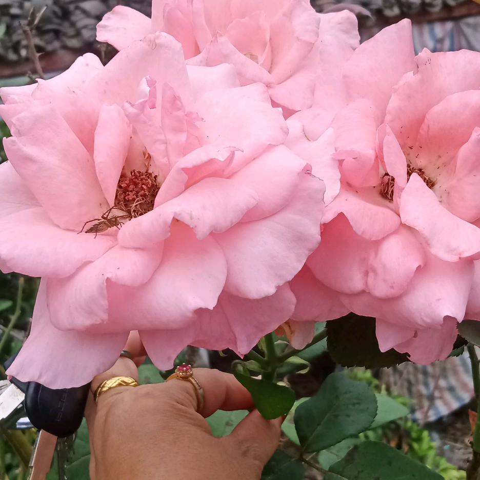 芦苇晓晓～(微笑每一天）