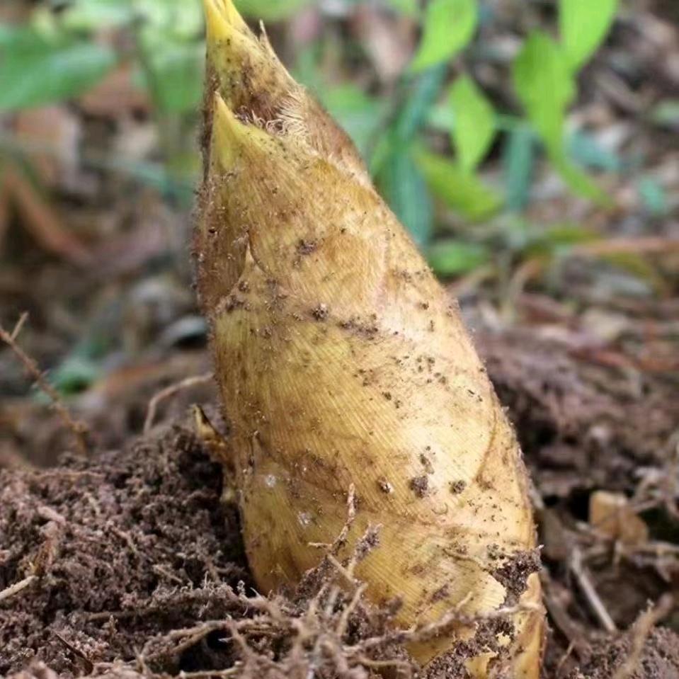 南庙农家土特产