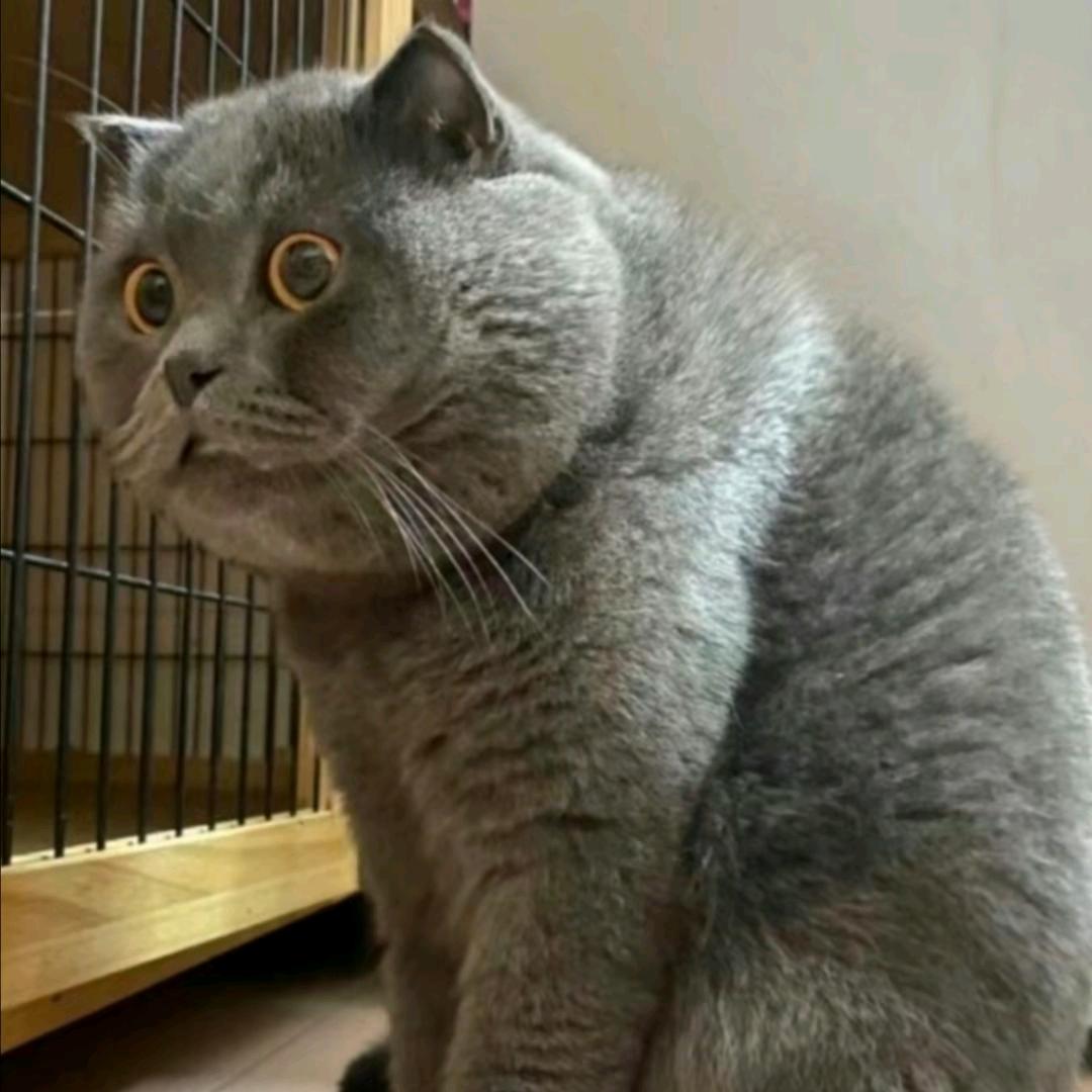 大猫优选