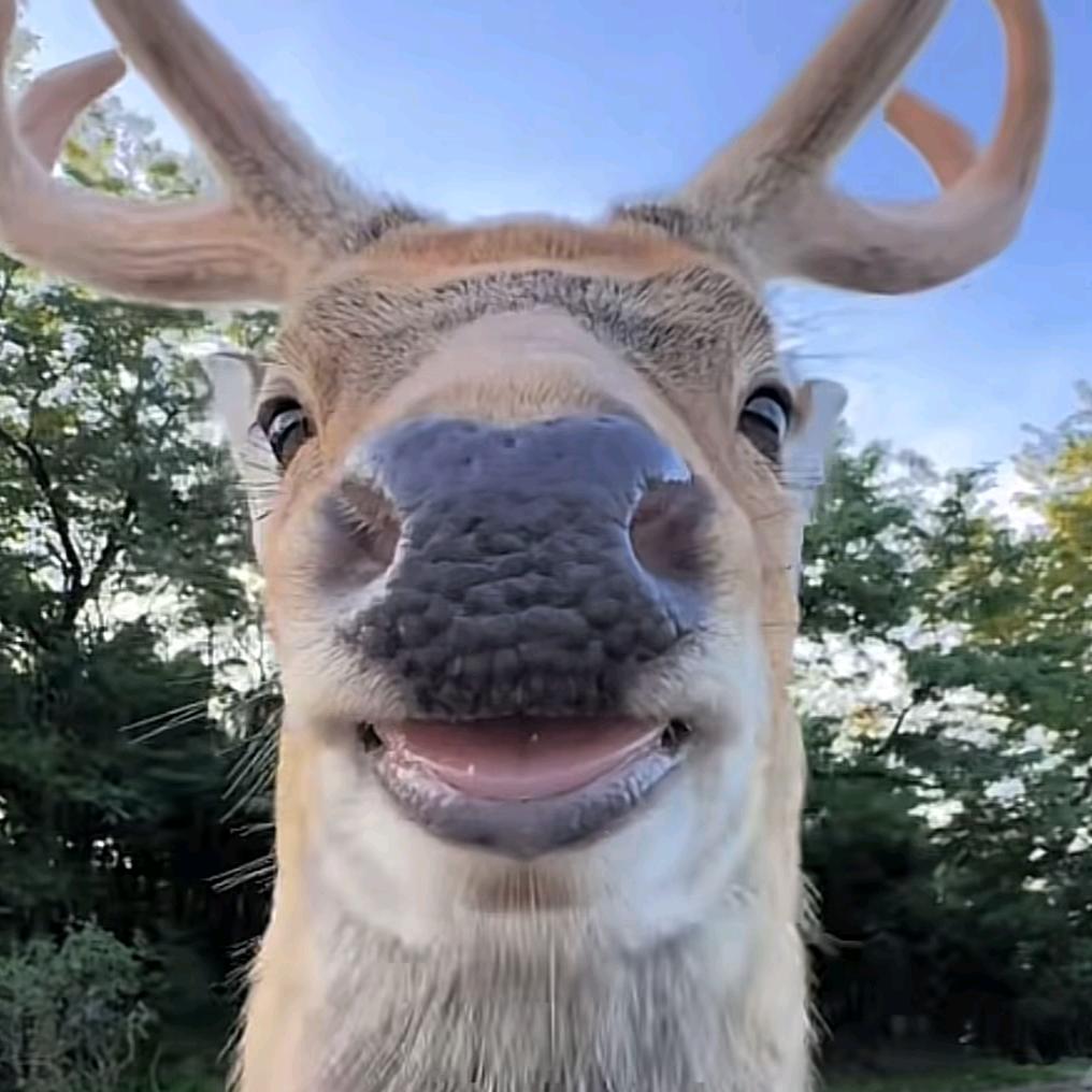 kkingzl
