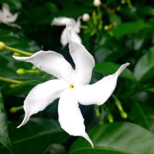 生如夏花