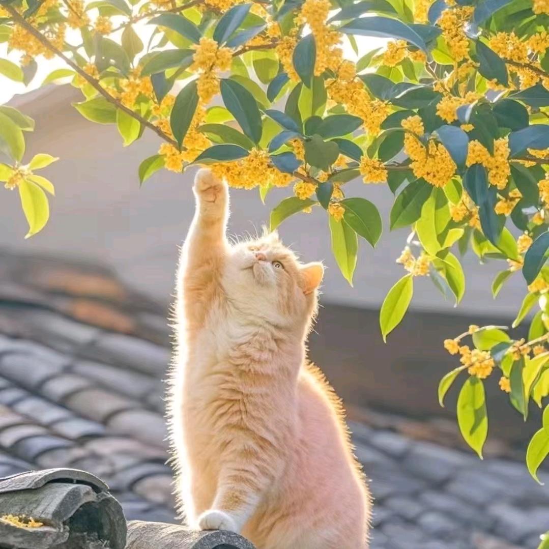 吵吵