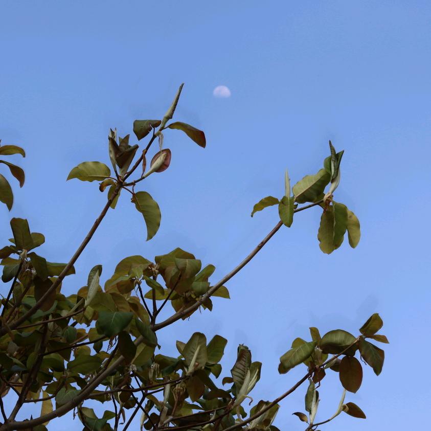 南村群童欺我脑无力