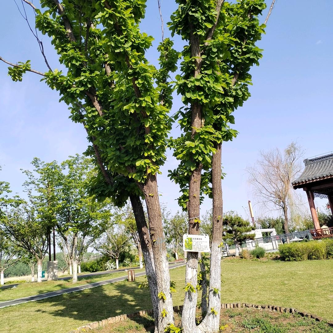 优果