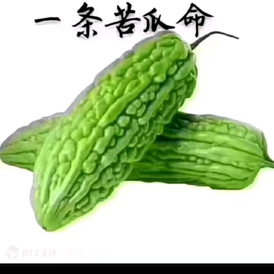 苦瓜命