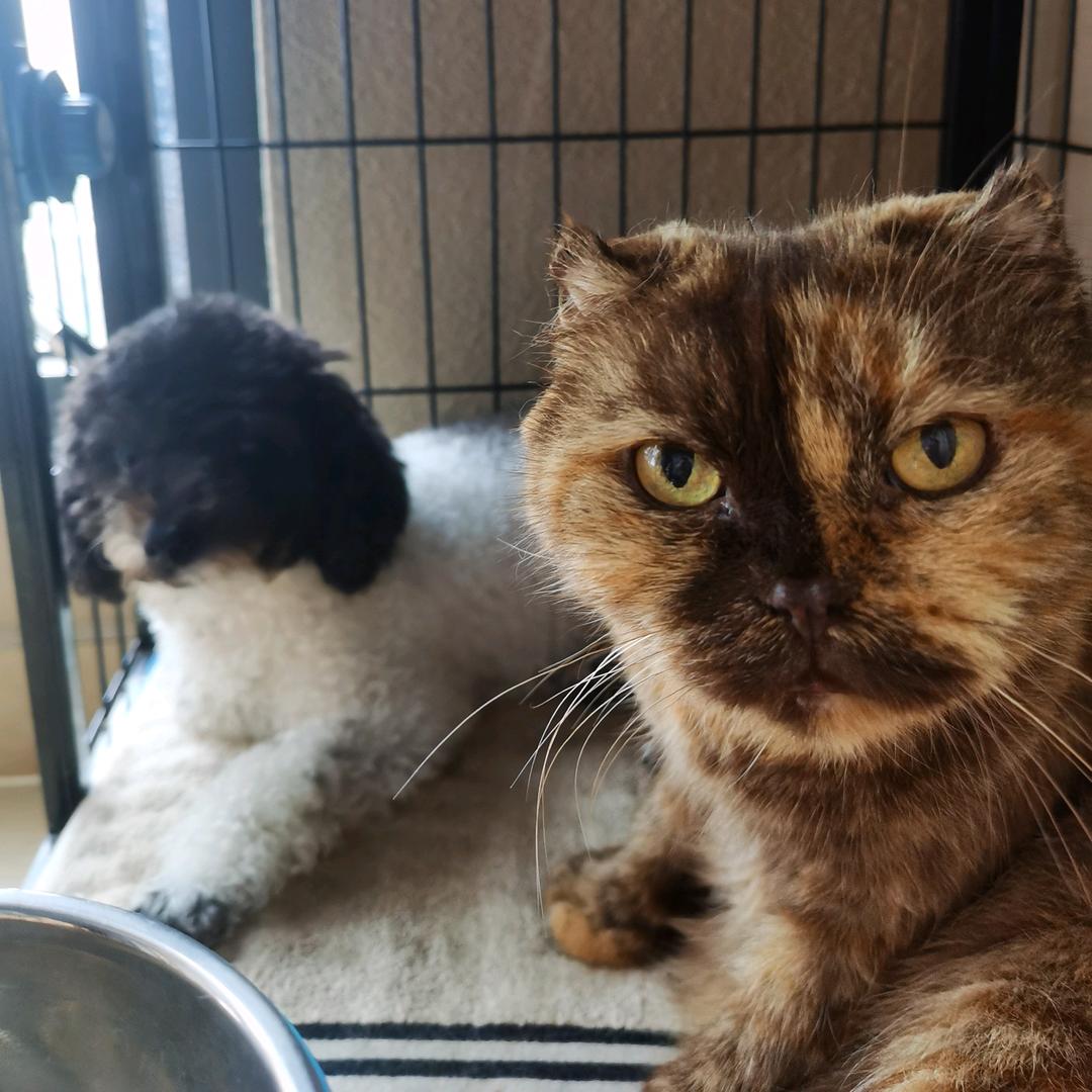 TT喵与九月(薅羊毛版)