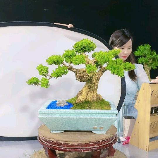 莉莉雀舌黄杨盆景艺术