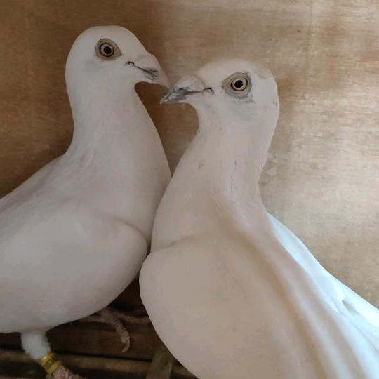 ꧁钱庄鸽舍꧂爱好国血信鸽