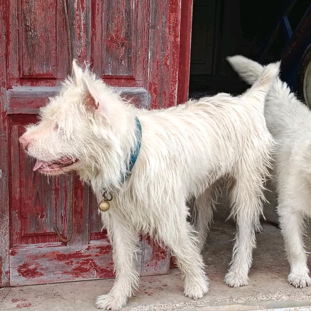 小蒙繁殖下司赶山猎犬红狗白面，是我小号